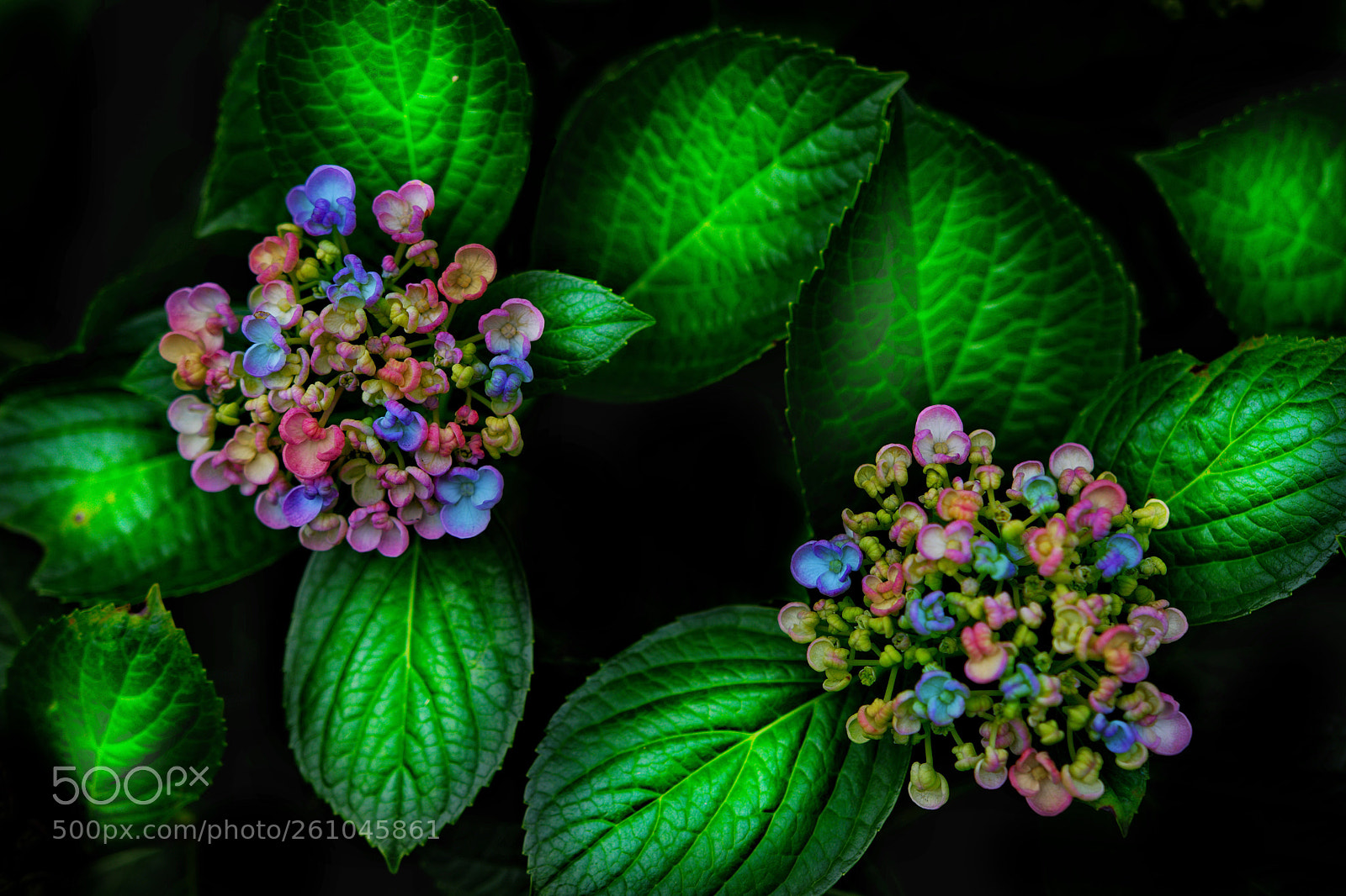 Nikon D7200 sample photo. Flower photography
