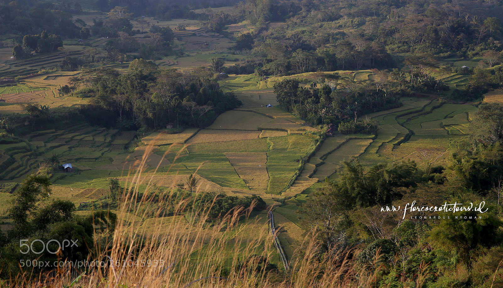 Canon EOS 6D sample photo. Landscape of ricefield photography