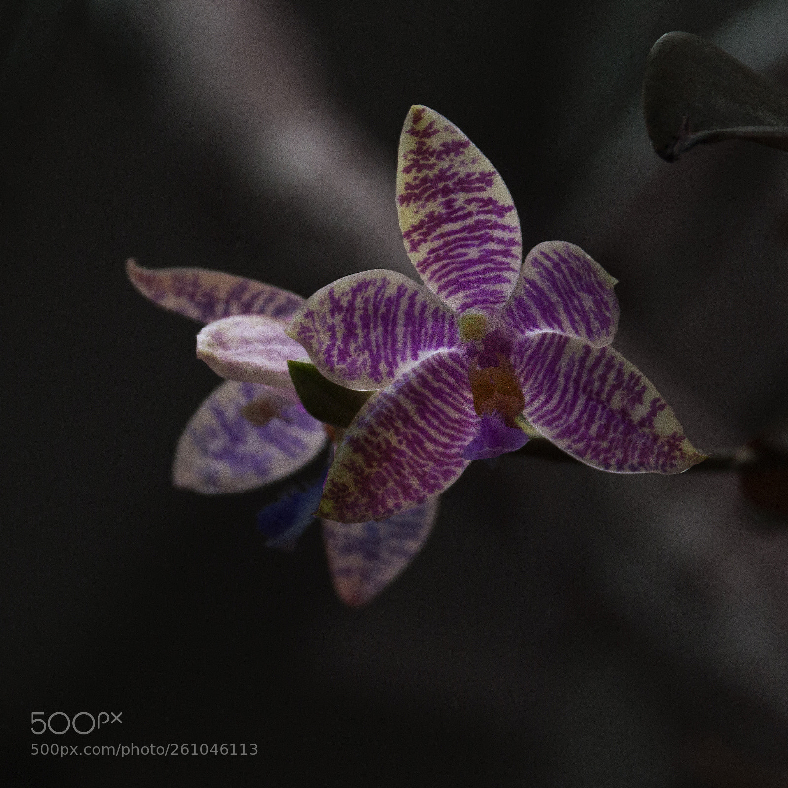 Canon EOS 500D (EOS Rebel T1i / EOS Kiss X3) sample photo. Tiger orchid photography