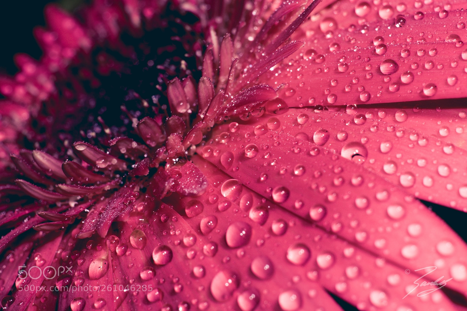 Sony a6000 sample photo. Daisy blush photography