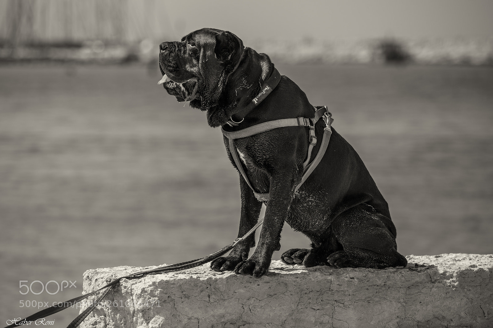 Canon EOS 6D sample photo. Edit photography