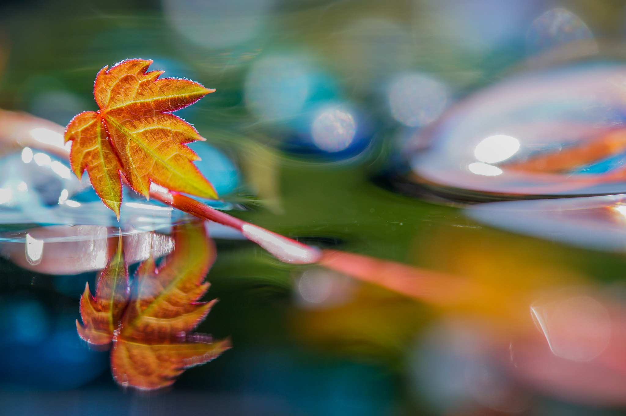 Sony SLT-A57 sample photo. Leaf photography