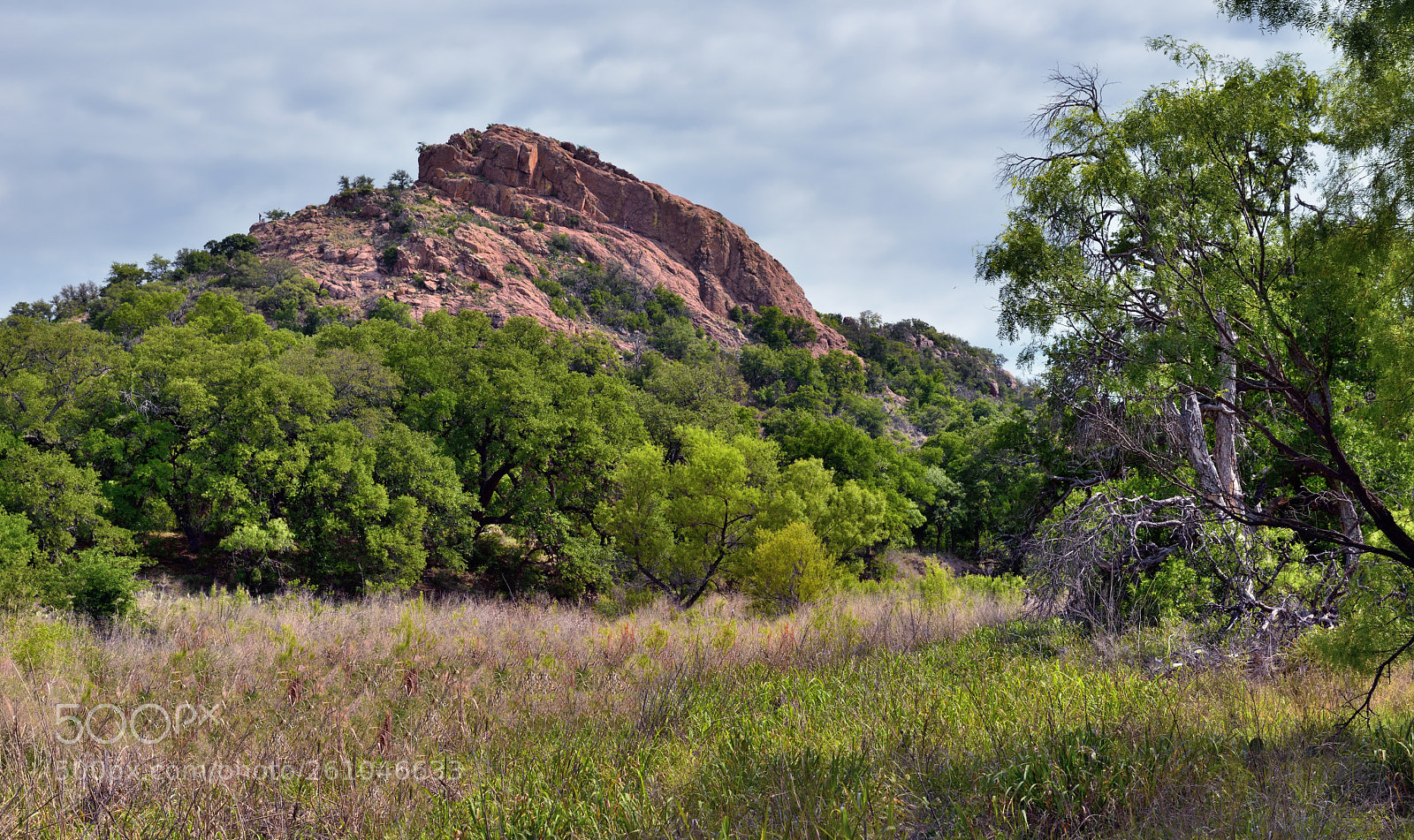Nikon D800E sample photo. A meadow and trees photography
