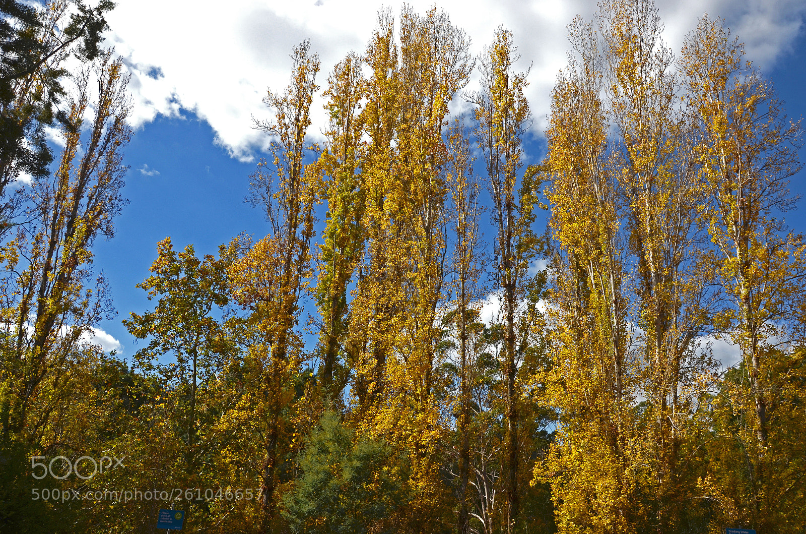 Nikon D7000 sample photo. Autumn trees photography