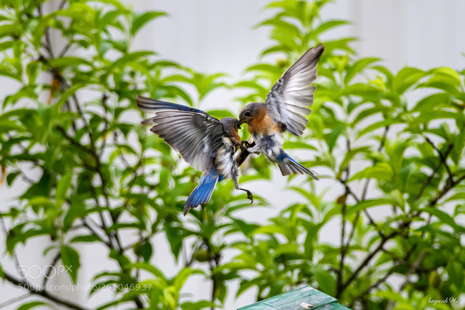 Nikon D500 sample photo. Fighting in the air photography