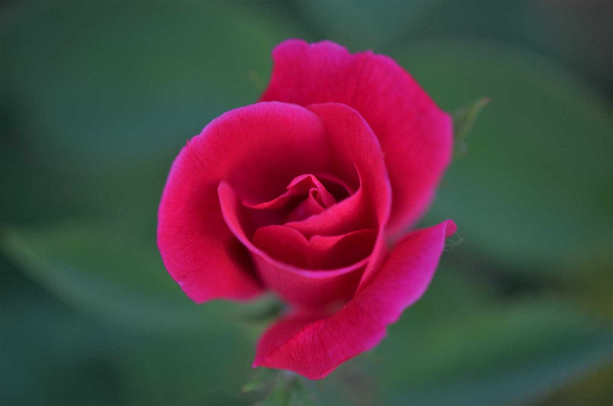Nikon D5100 sample photo. Rose bloom photography