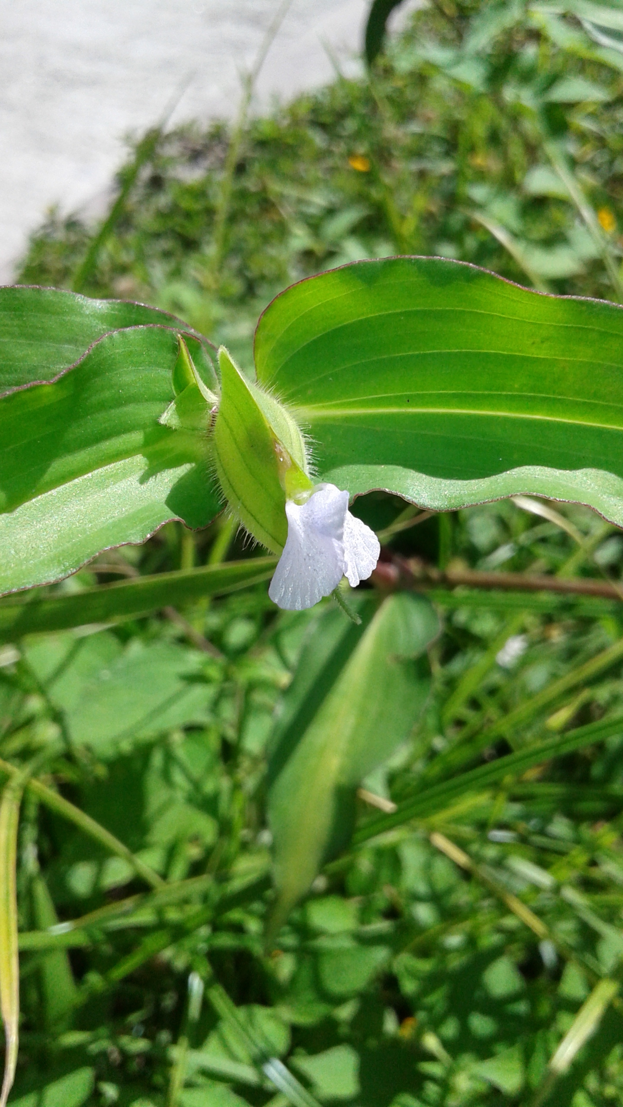 Samsung Galaxy Core sample photo. 20180604_084642.jpg photography
