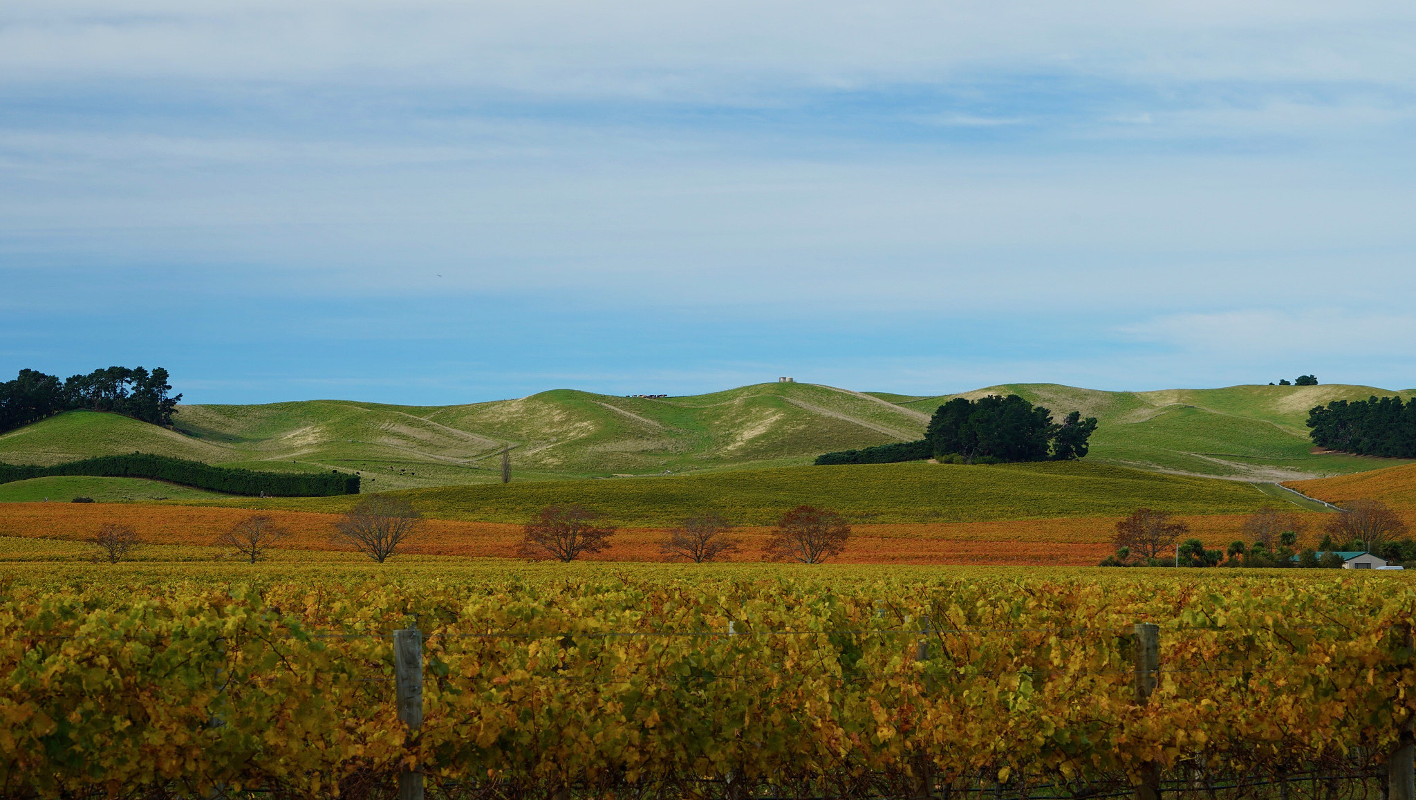 Sony a9 sample photo. Pinot gris  photography