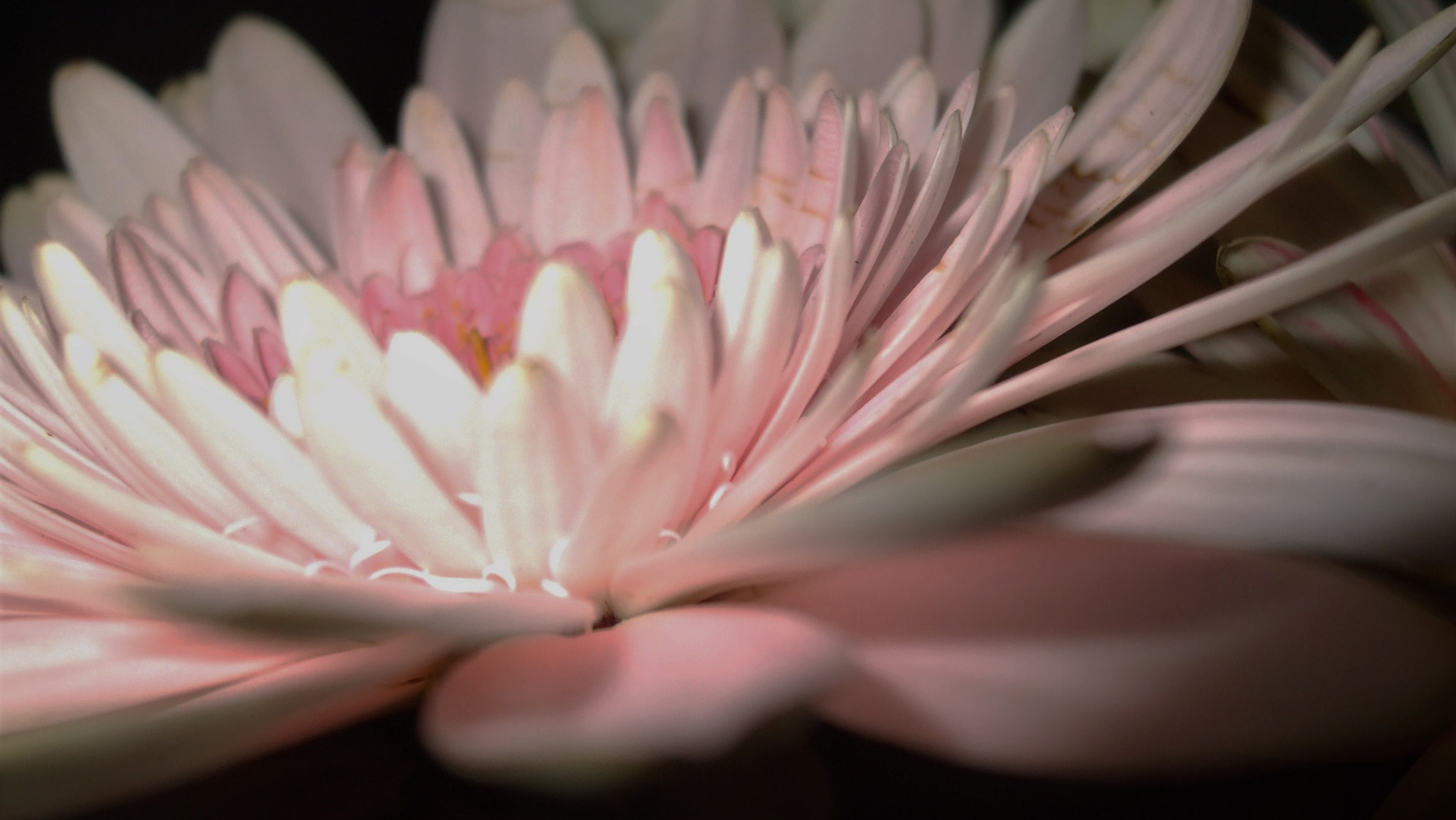 Fujifilm FinePix A820 sample photo. Delicate flower photography