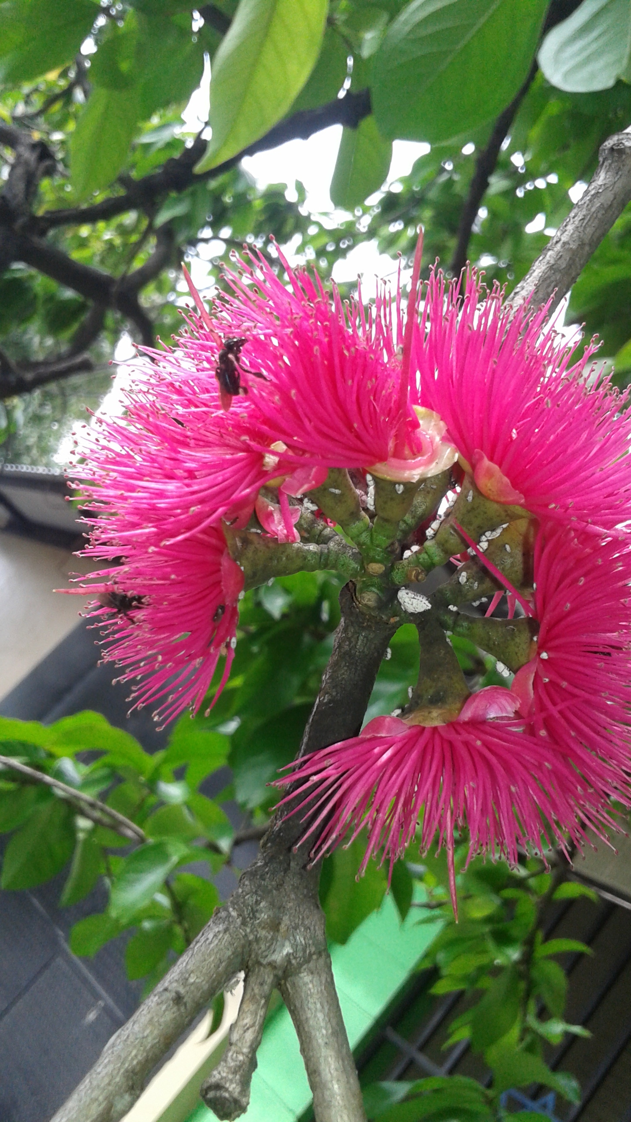 Samsung Galaxy Core sample photo. 20180526_141305.jpg photography