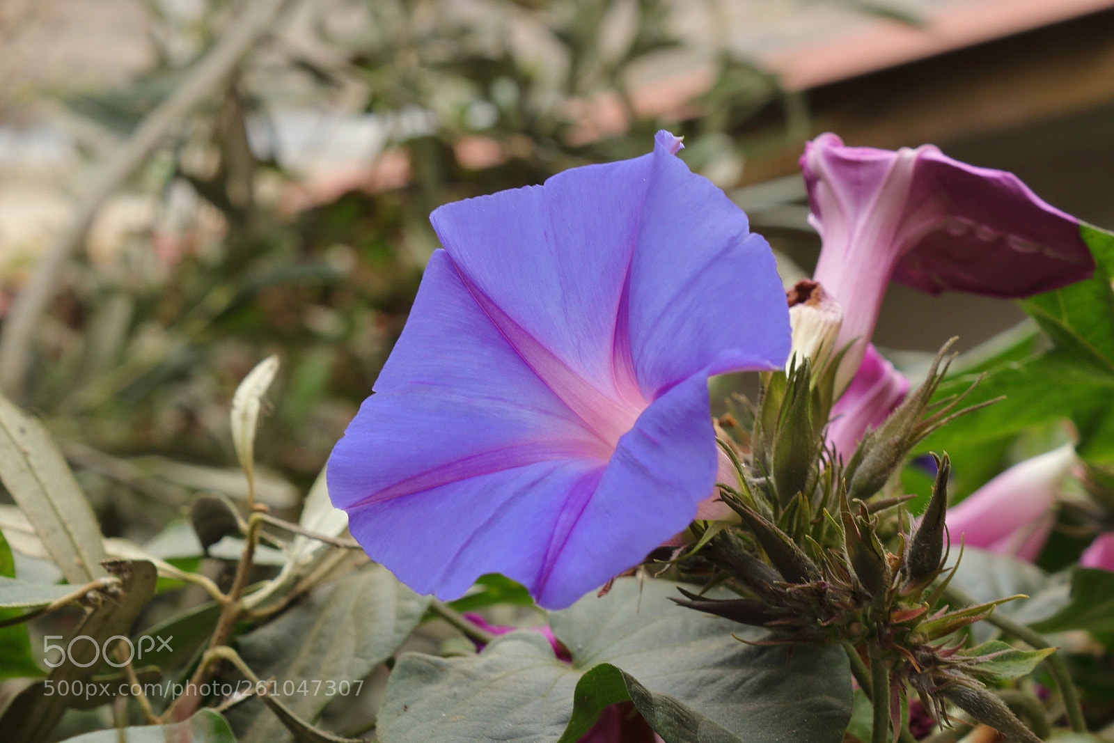 Canon EOS 1200D (EOS Rebel T5 / EOS Kiss X70 / EOS Hi) sample photo. Just a flower photography