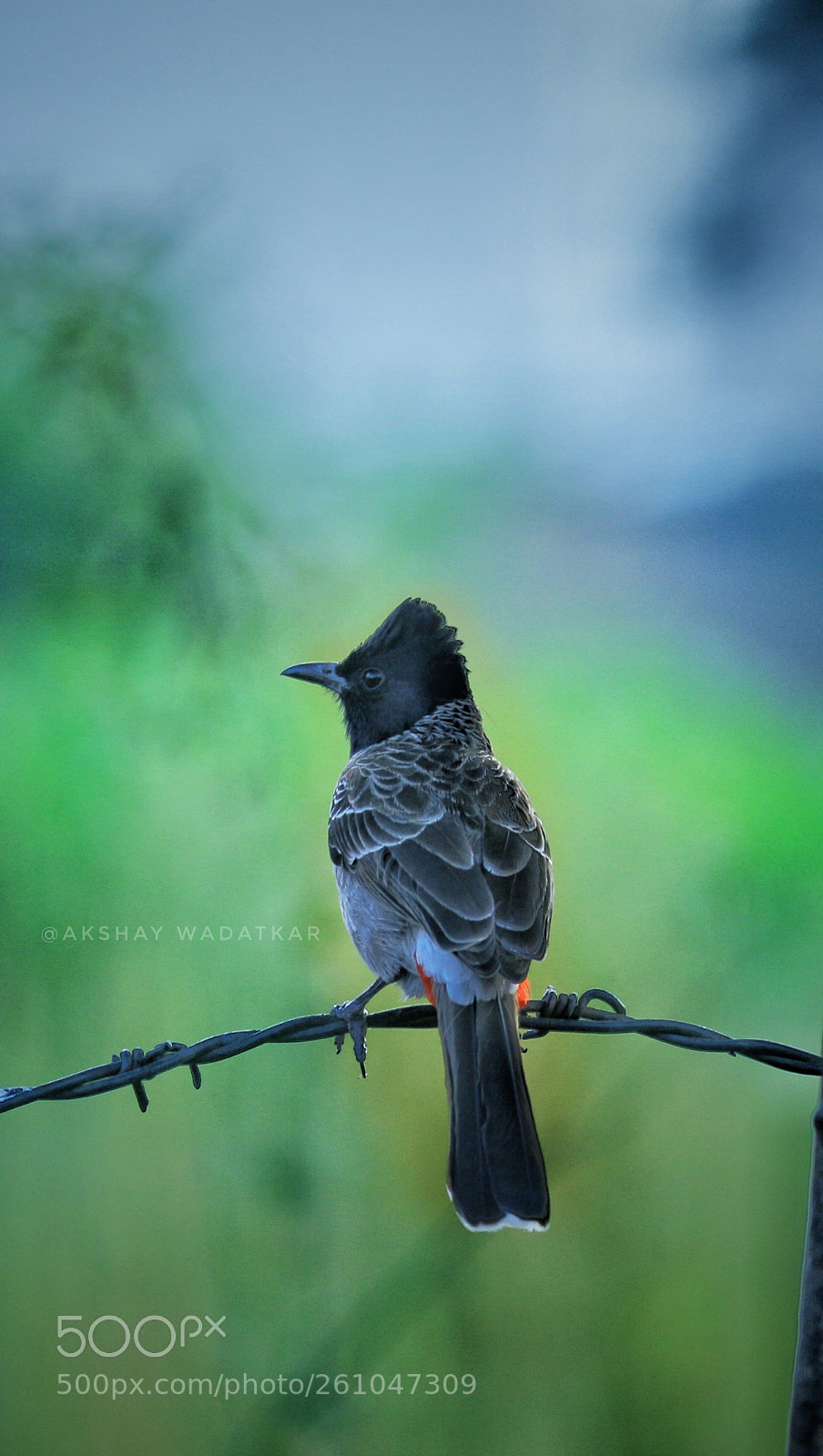 Canon EOS 700D (EOS Rebel T5i / EOS Kiss X7i) sample photo. Birdie photography