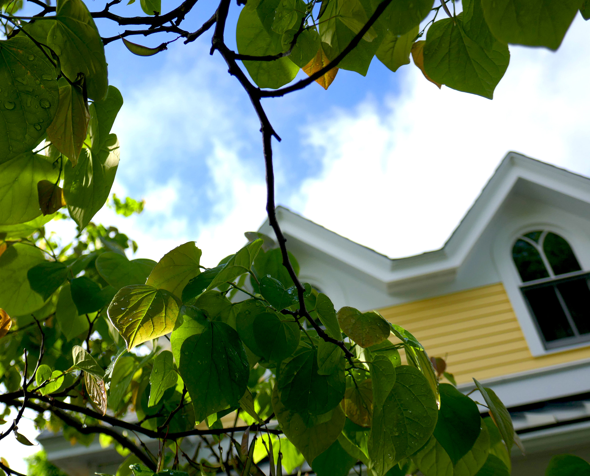 Panasonic Lumix DMC-ZS100 (Lumix DMC-TZ100) sample photo. Yellow house photography