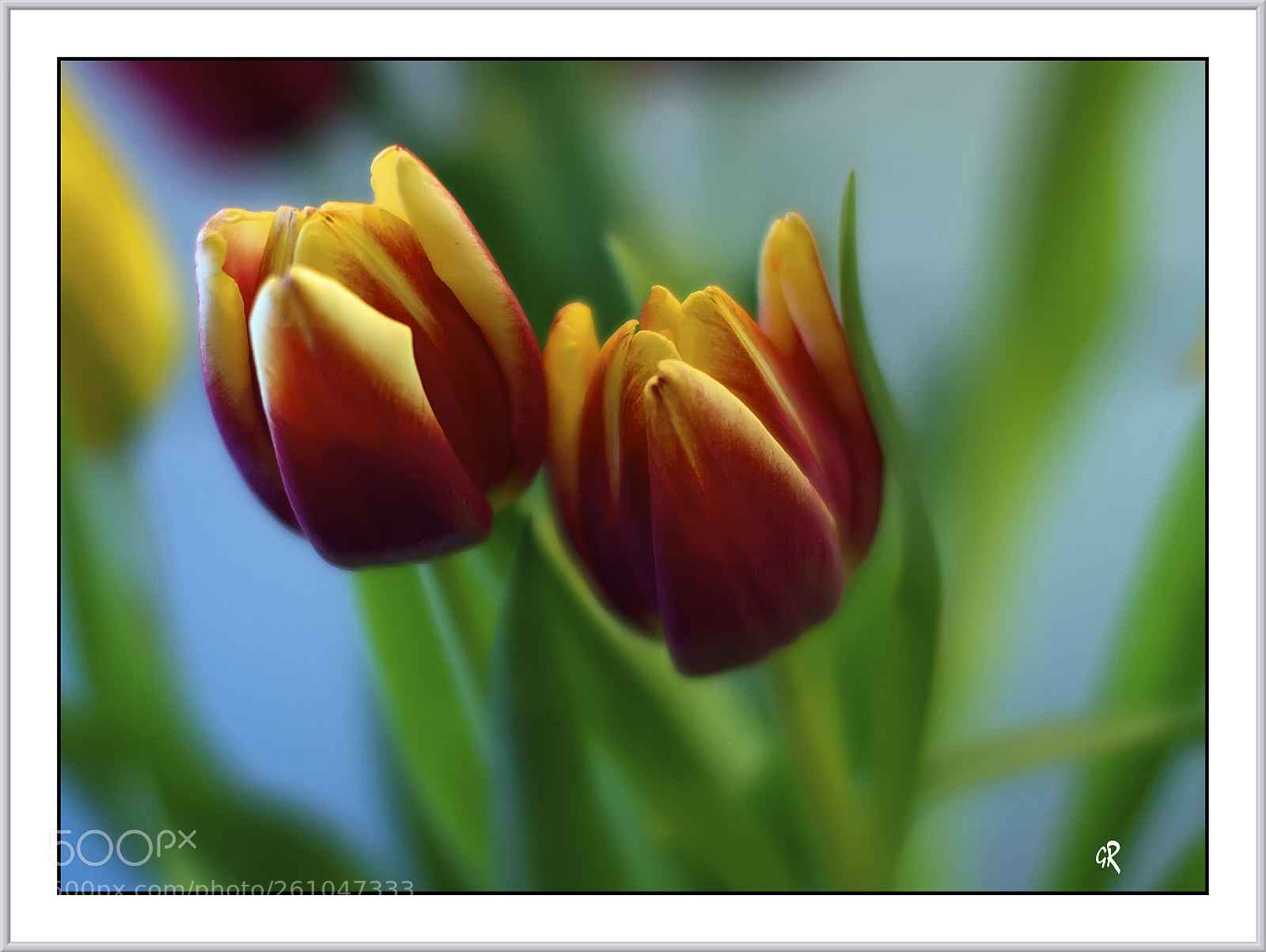 Canon EOS 7D sample photo. Tulipes photography