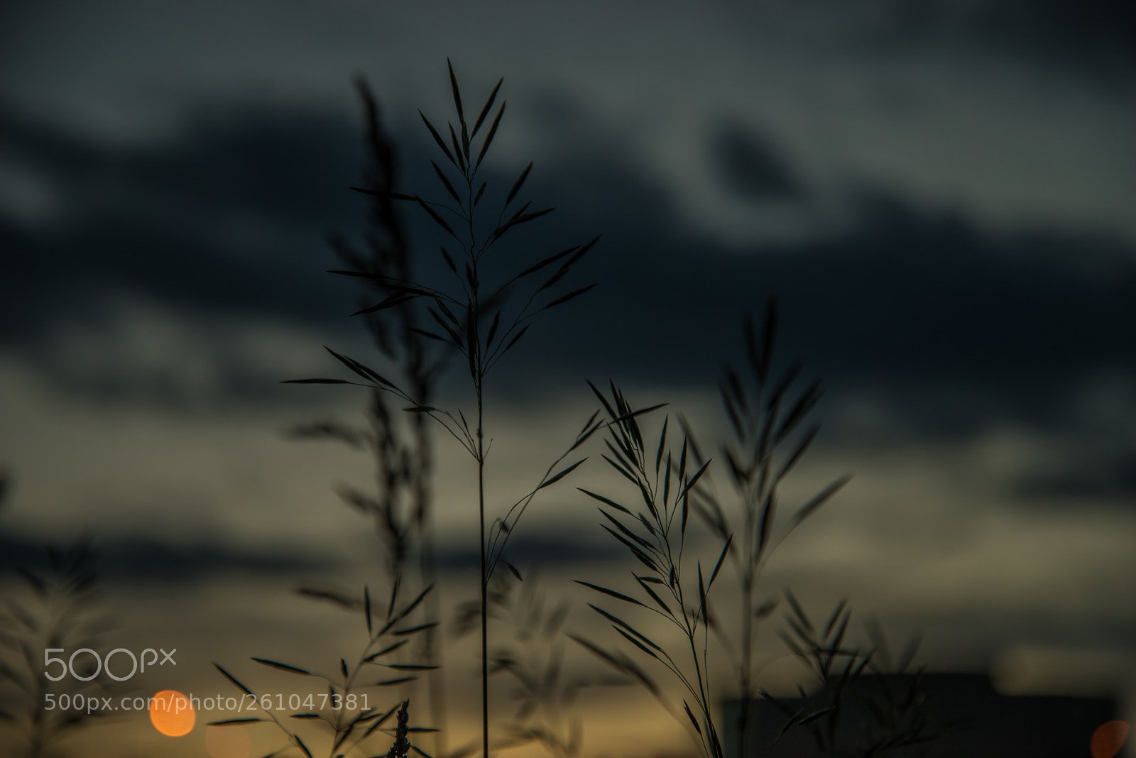 Nikon D800 sample photo. Plant city sunset photography