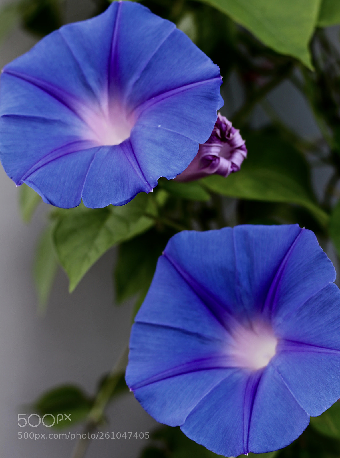 Canon EOS 700D (EOS Rebel T5i / EOS Kiss X7i) sample photo. Blue trumpets photography