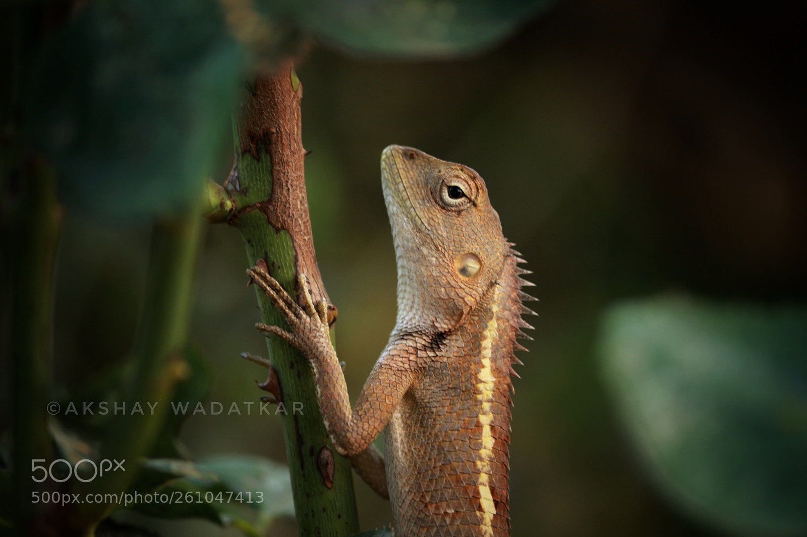 Canon EOS 700D (EOS Rebel T5i / EOS Kiss X7i) sample photo. Chameleon photography