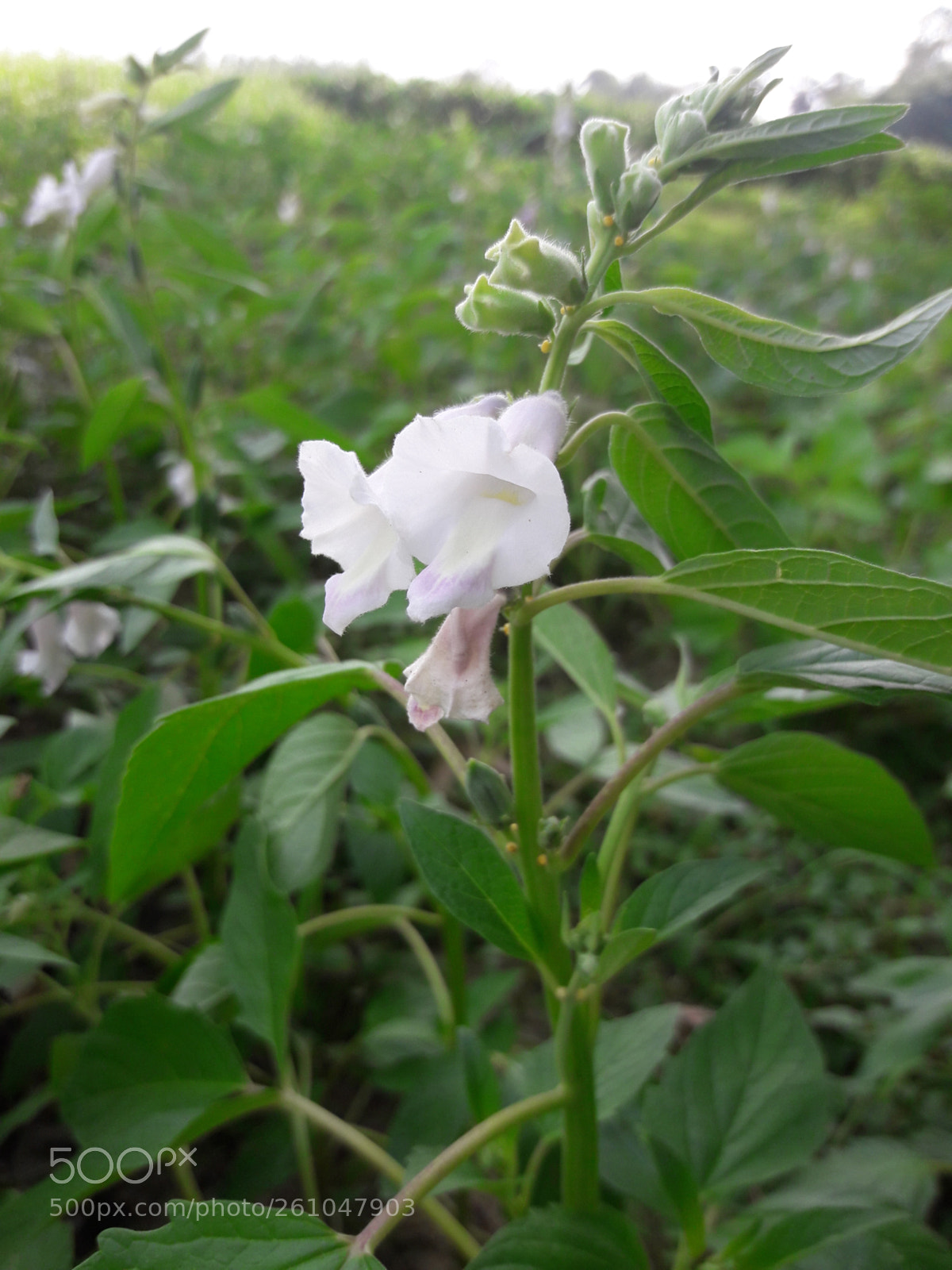 Samsung Galaxy J7 sample photo. Flower.jpg photography