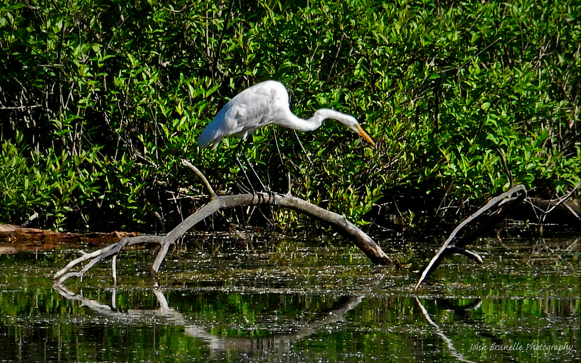 Samsung NX500 sample photo. Egret june 5 photography