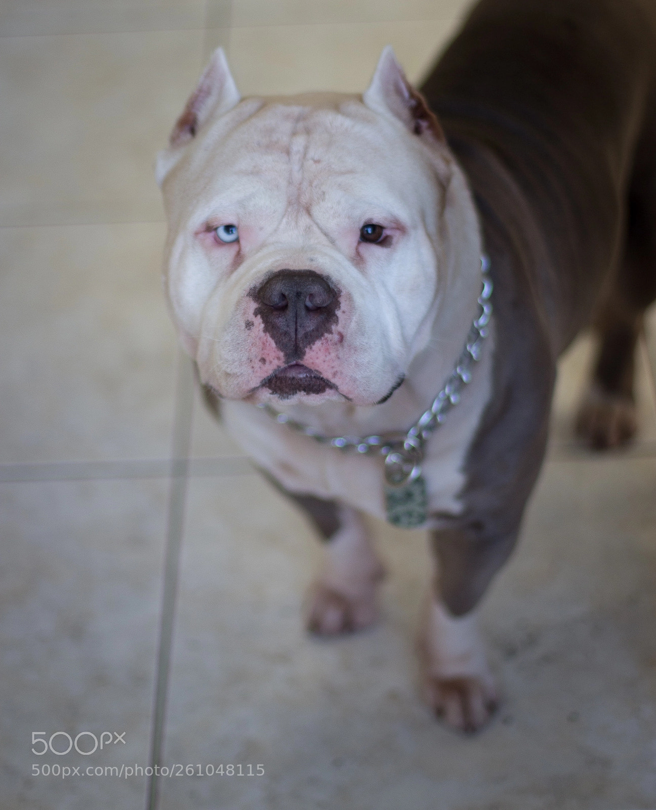 Canon EOS 700D (EOS Rebel T5i / EOS Kiss X7i) sample photo. Dexter the bully photography