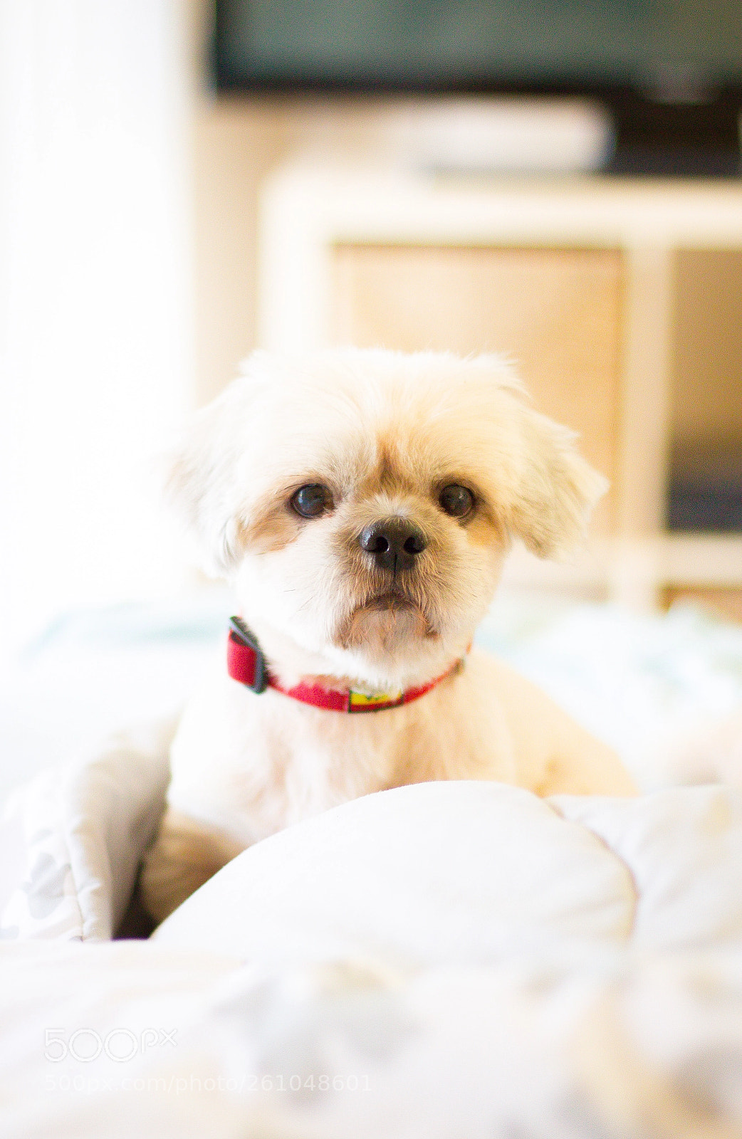 Canon EOS 700D (EOS Rebel T5i / EOS Kiss X7i) sample photo. Gotti the shih tzu photography