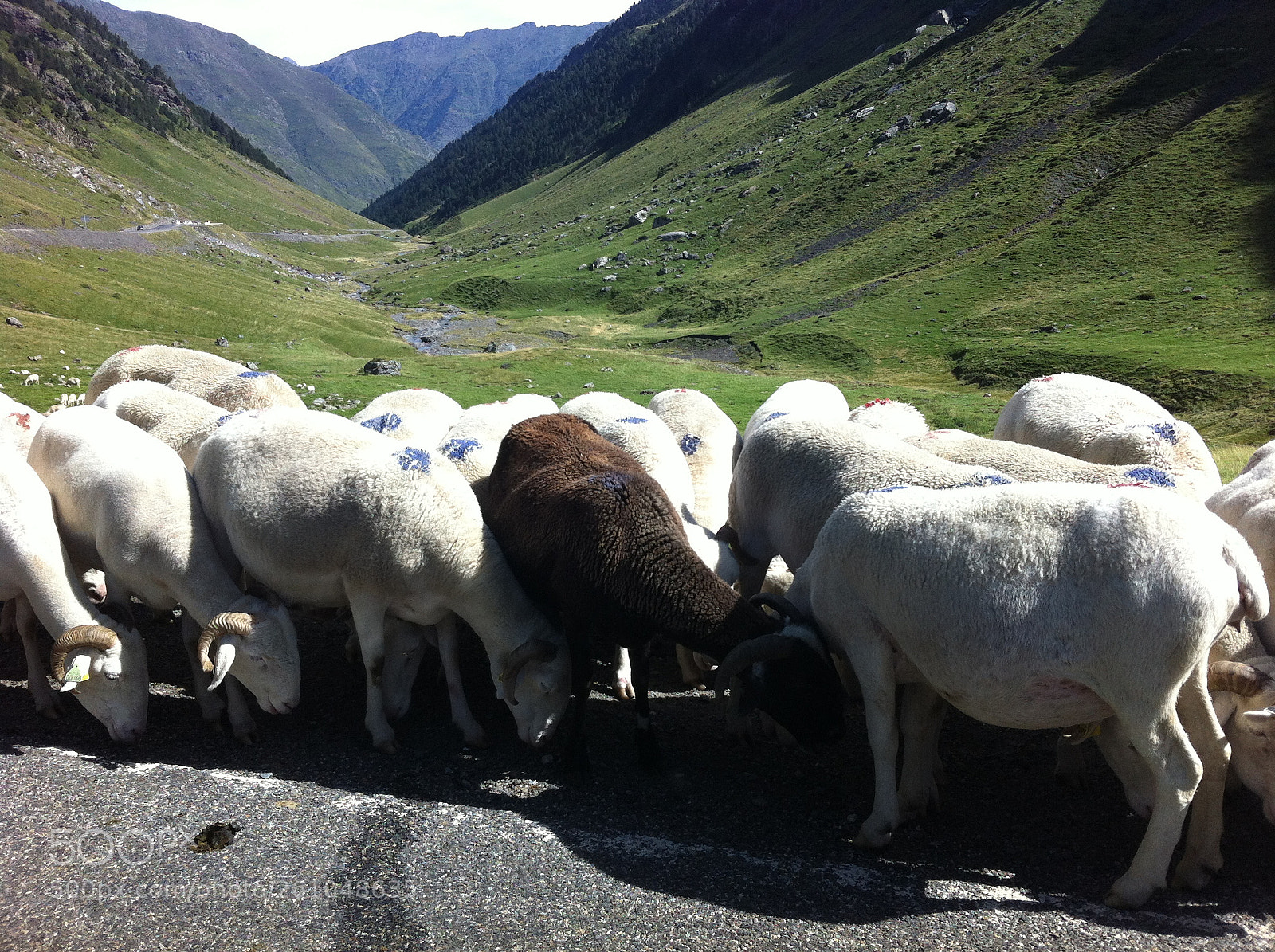 Apple iPhone 4 sample photo. Sheeps photography