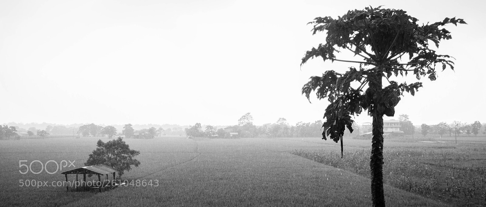 Canon EOS 7D sample photo. Rainy day  photography