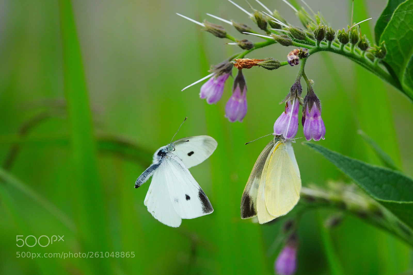 Sony Cyber-shot DSC-RX10 III sample photo. Butterfly photography