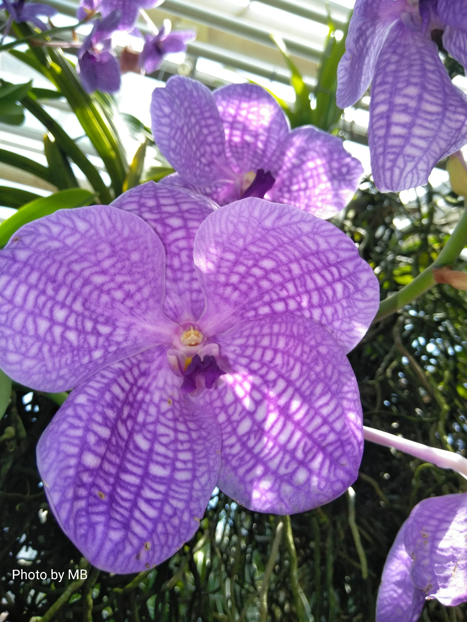 ZTE BLADE ZMAX sample photo. Orchid photography