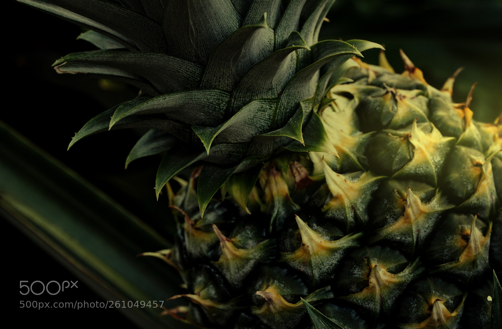 Sony a6000 sample photo. Pineapple plant photography