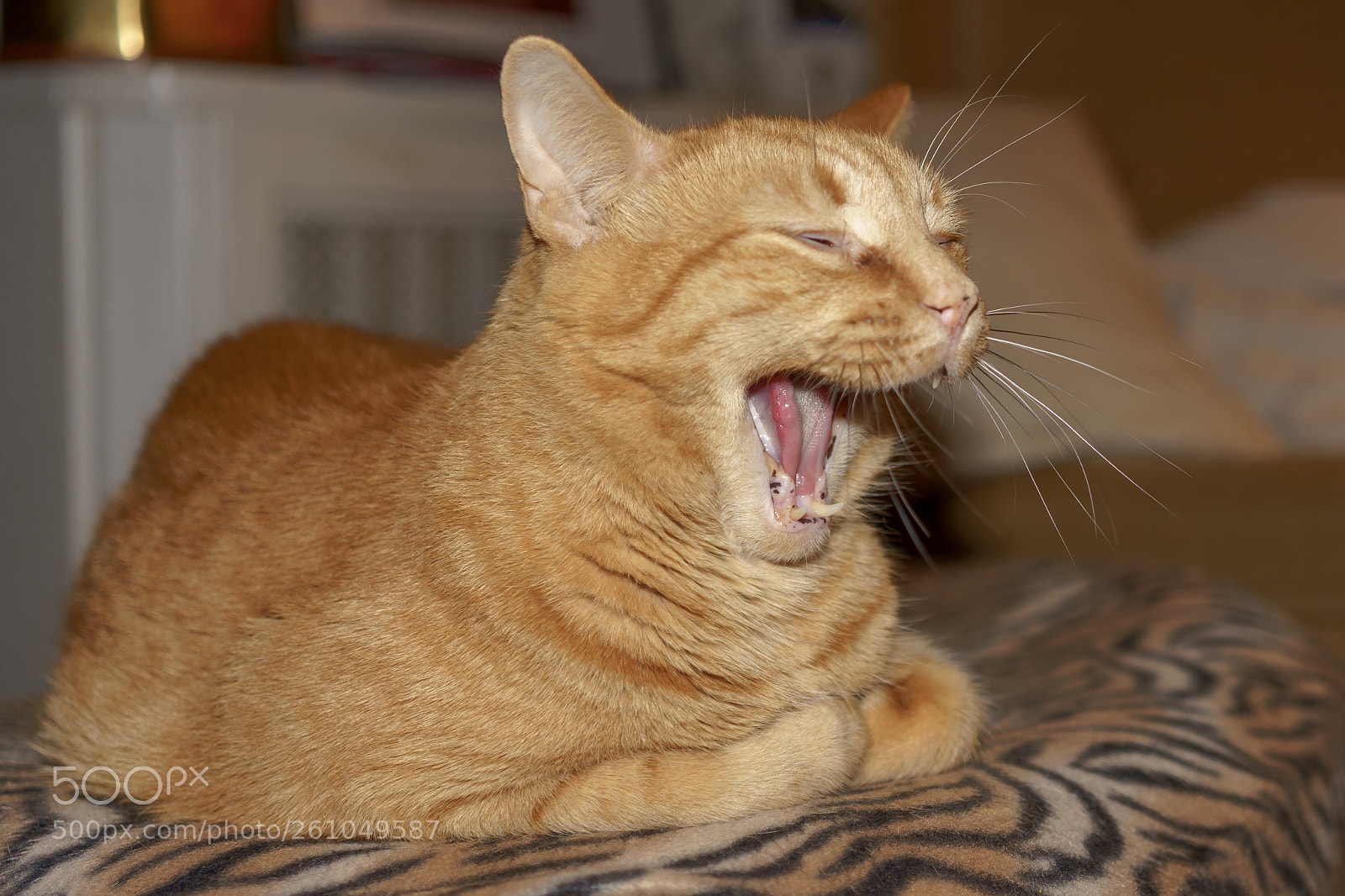 Sony a7 III sample photo. Tired mr. sleep all photography