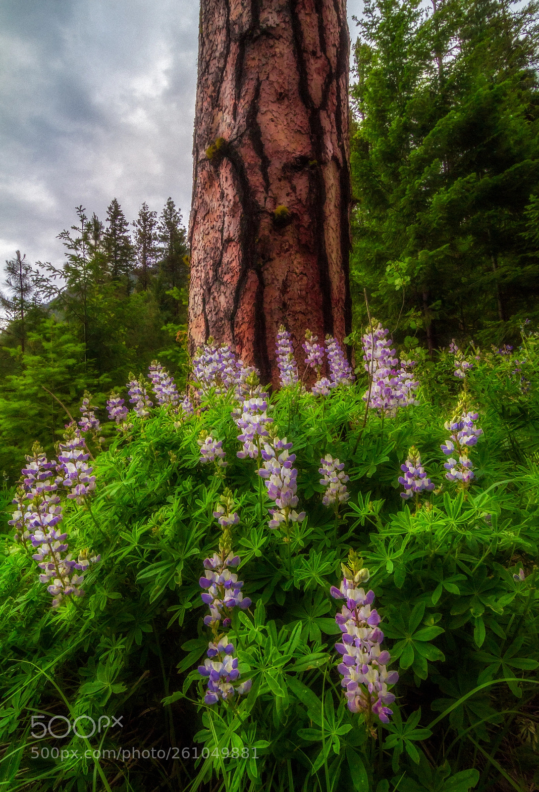 Canon EOS 700D (EOS Rebel T5i / EOS Kiss X7i) sample photo. Forest lupine ii photography