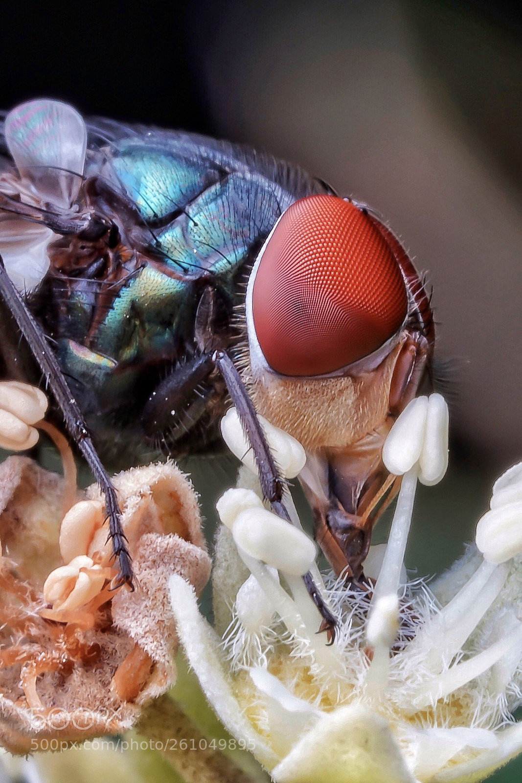 Sony a7R III sample photo. Fly sucking nectar from photography