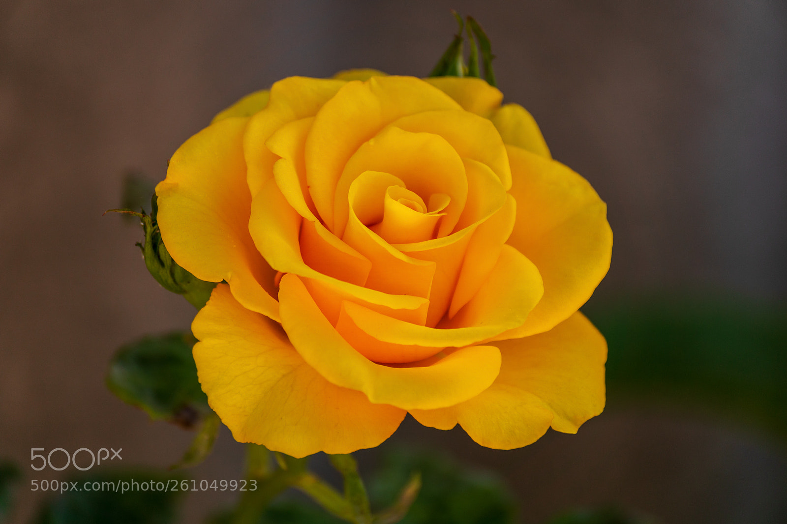 Sony ILCA-77M2 sample photo. Rose from my garden photography