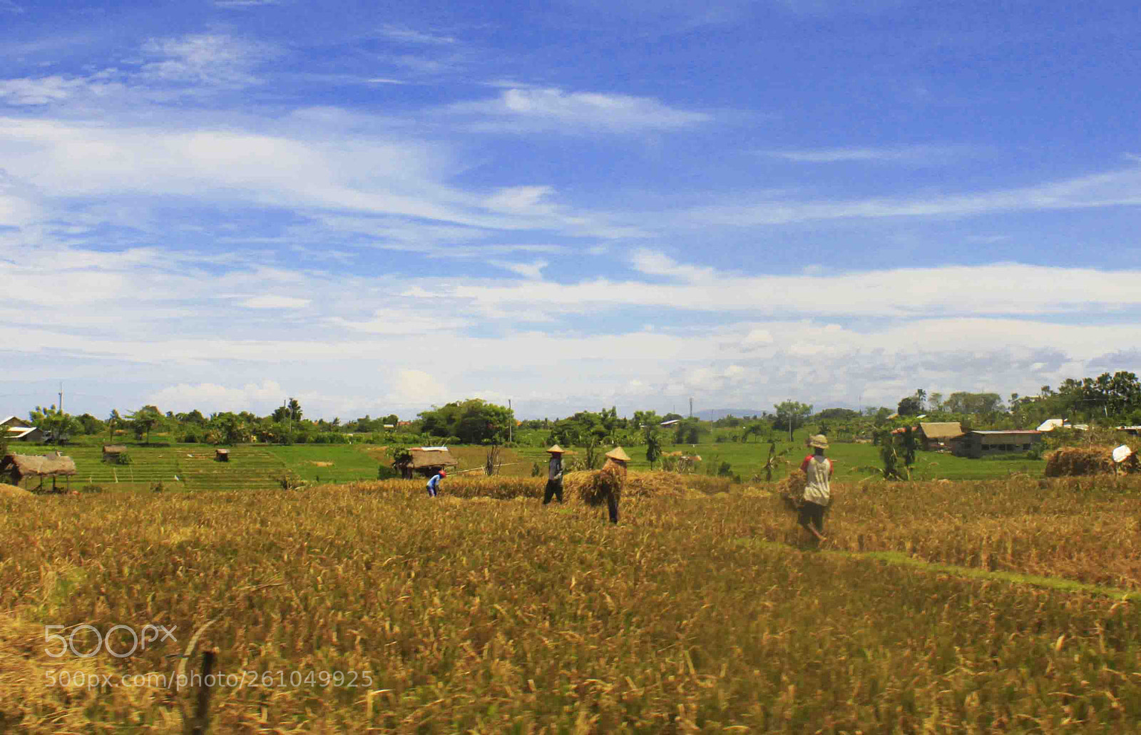 Canon EOS 500D (EOS Rebel T1i / EOS Kiss X3) sample photo. Harvest in bali photography