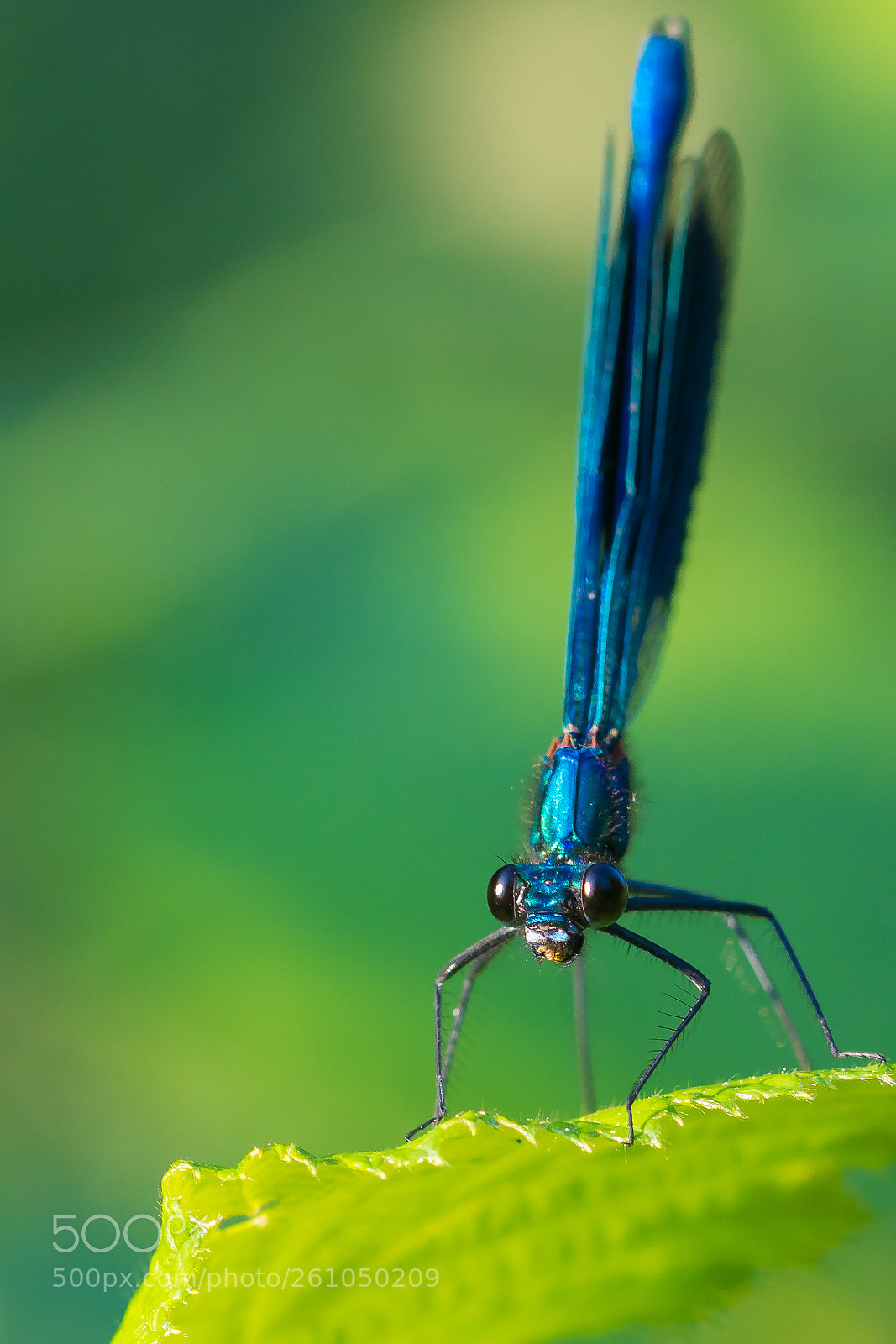 Sony ILCA-77M2 sample photo. Dragonfly photography