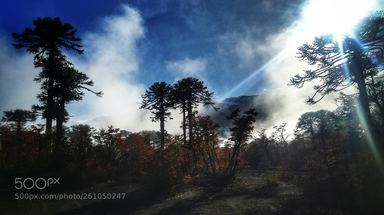 HUAWEI P9 LITE sample photo. Conguillío photography