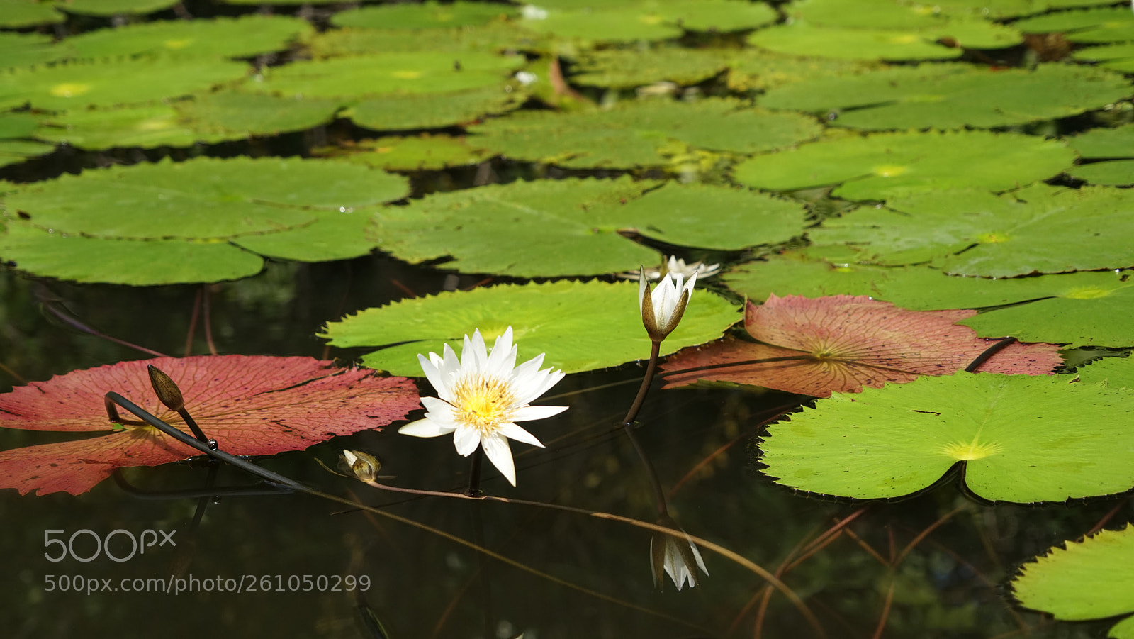 Sony a7R sample photo. Dsc photography