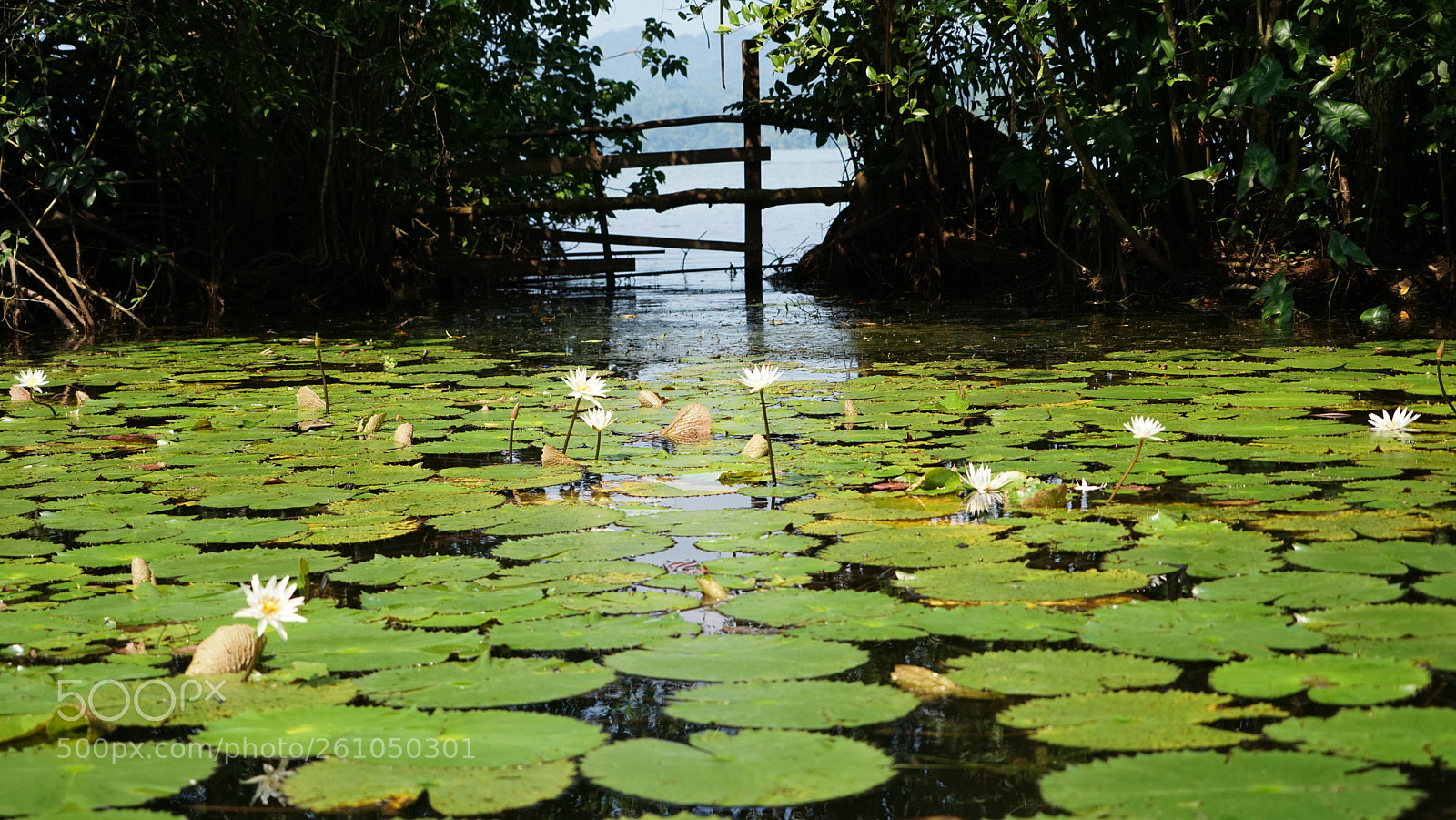 Sony a7R sample photo. Dsc photography