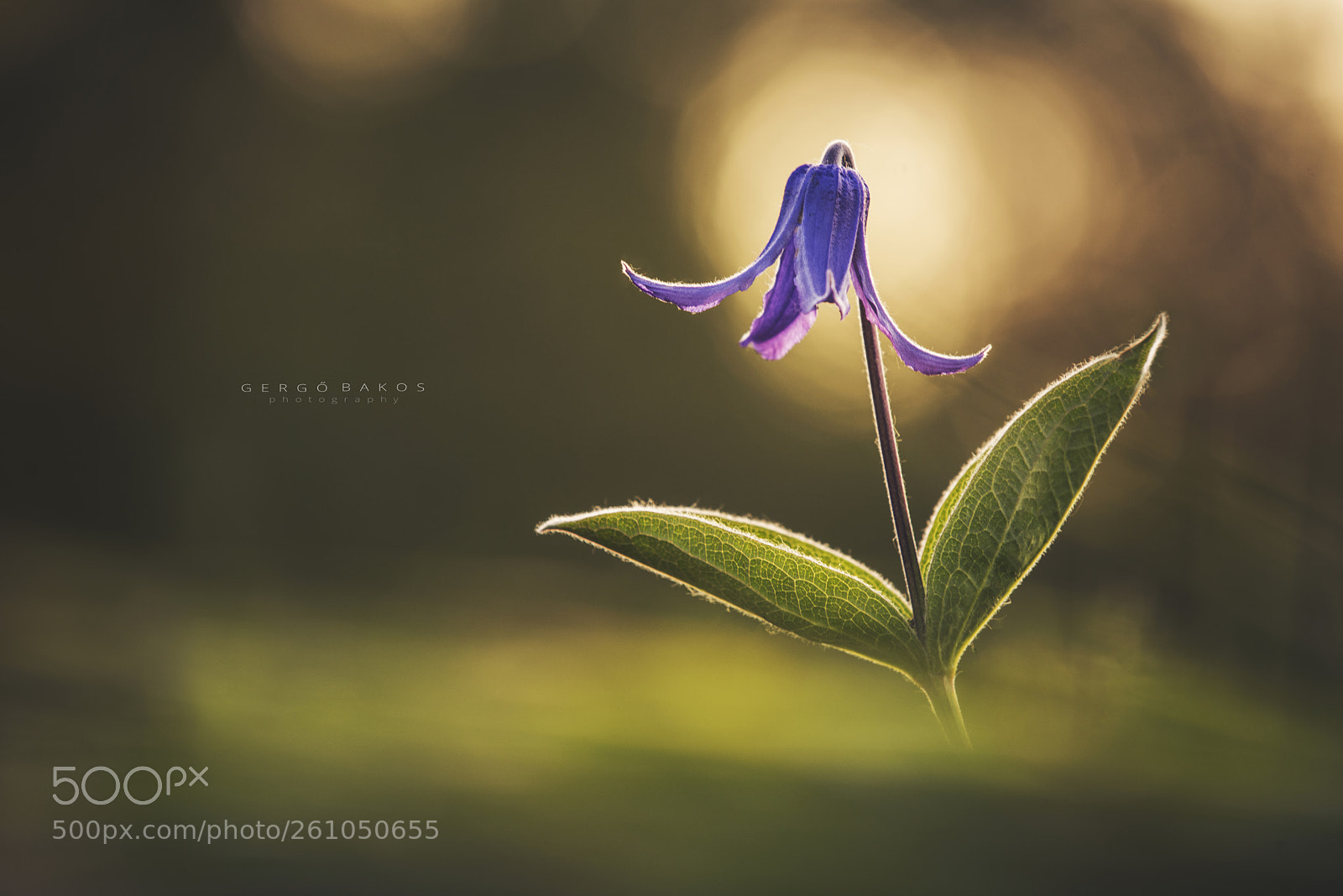 Nikon D810 sample photo. Flower dream photography