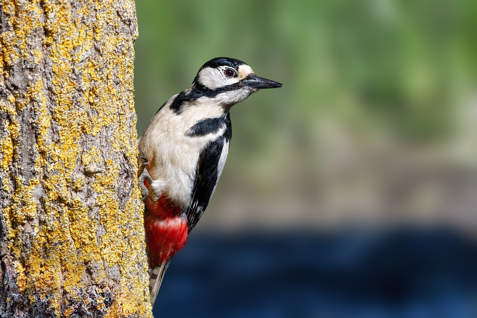 Canon EOS-1D Mark IV sample photo. Delta del danubio photography