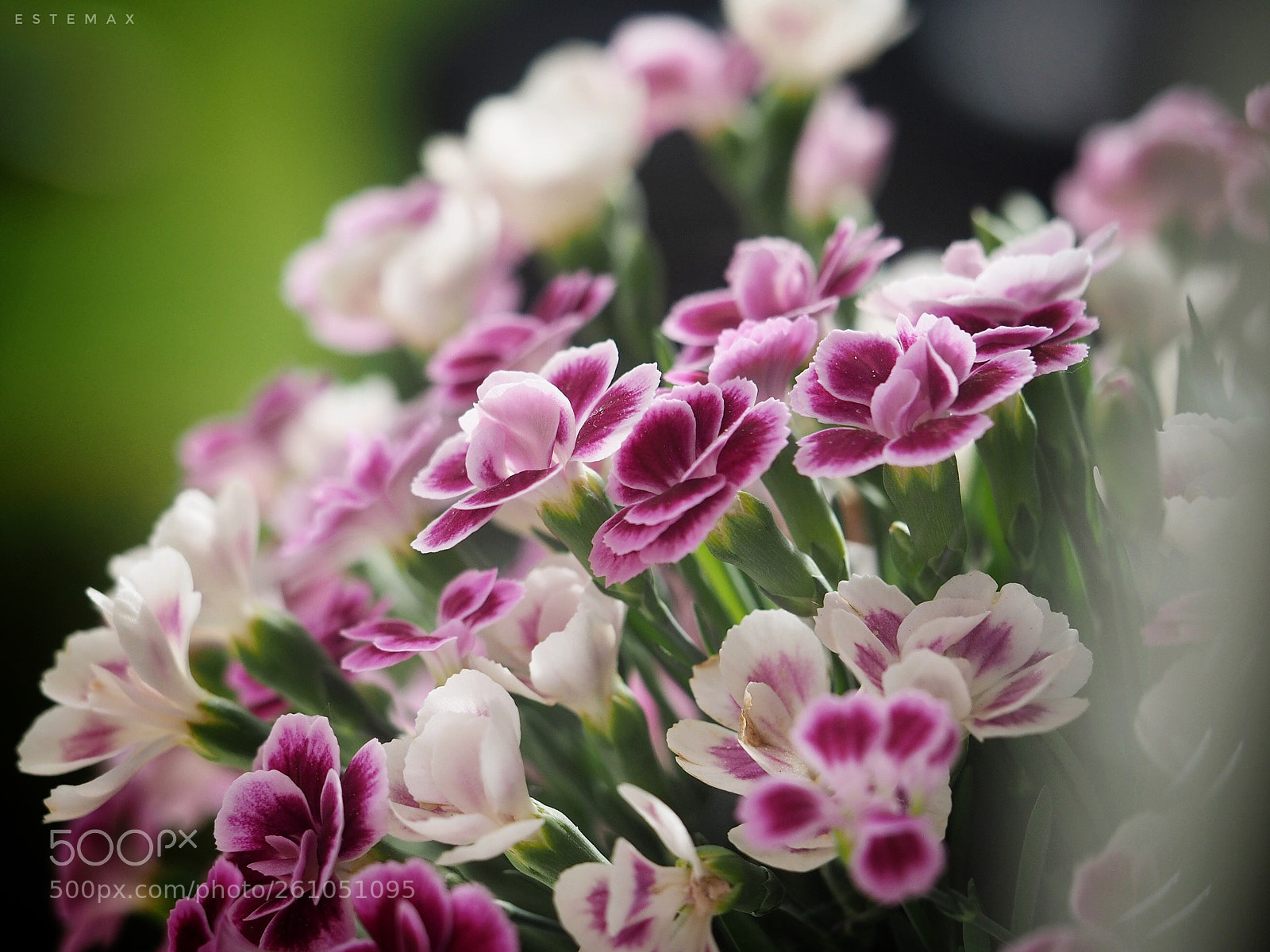 Olympus OM-D E-M1 sample photo. Little pink kisses  photography