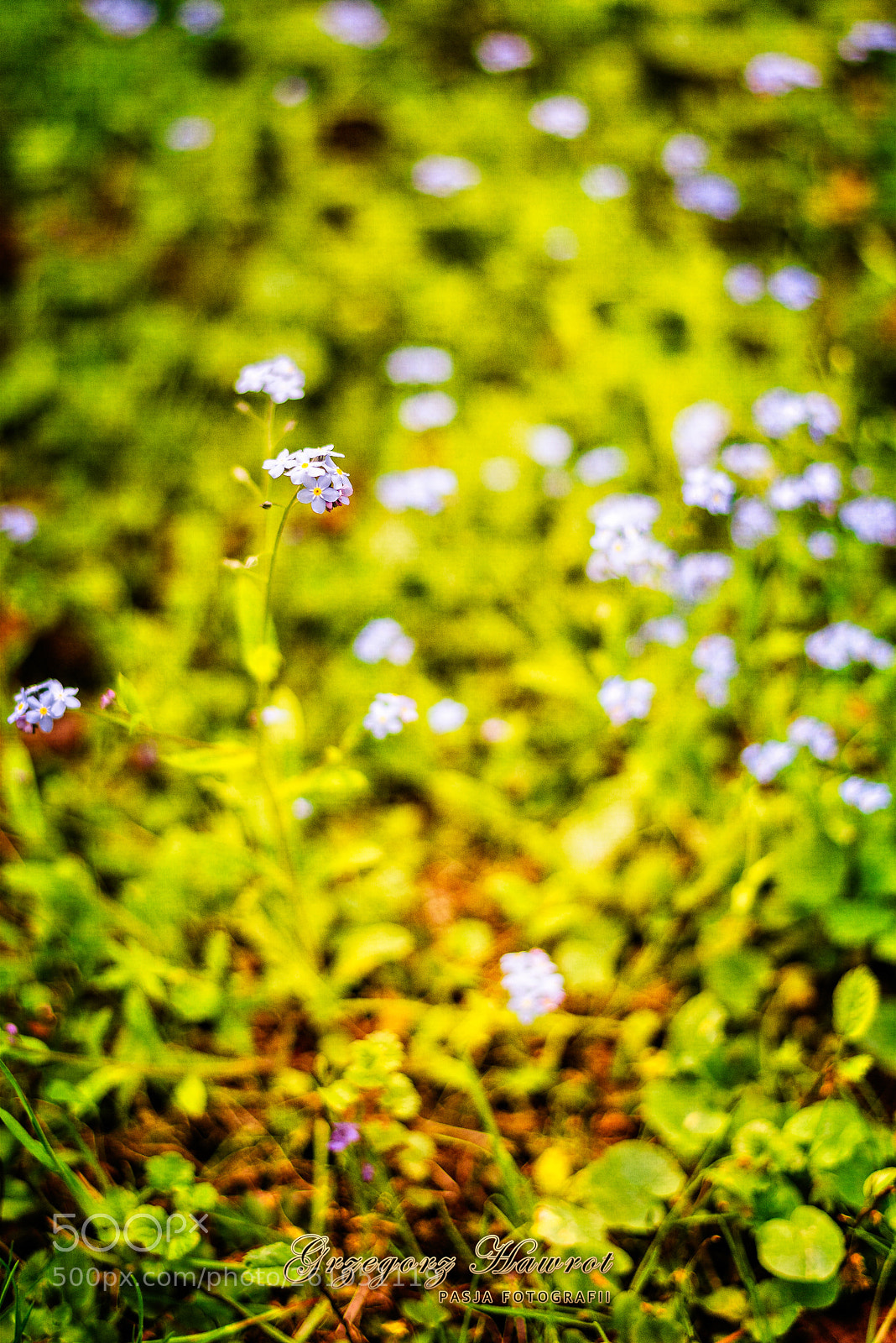 Nikon D800 sample photo. Takie pi kno ci photography