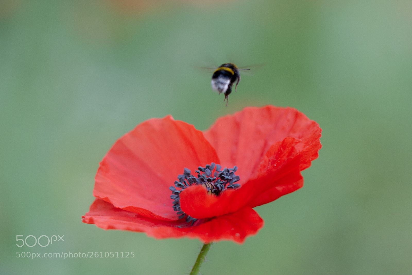 Nikon D7200 sample photo. I love you photography