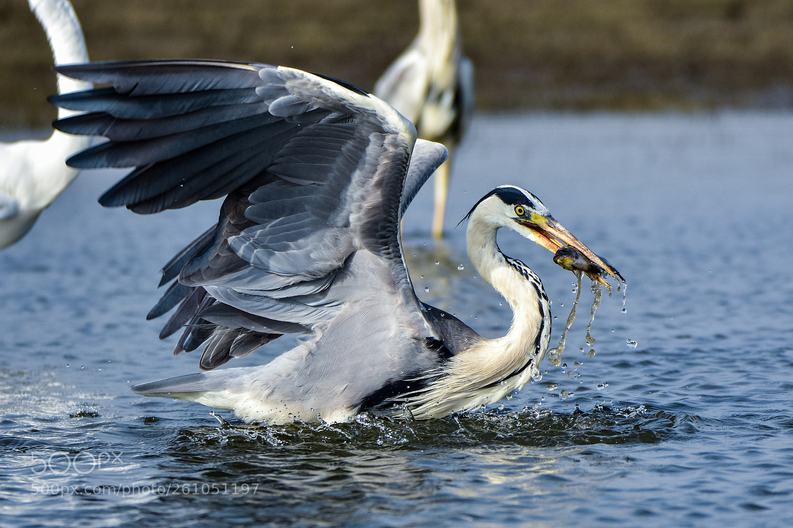 Nikon D7200 sample photo. Grey heron photography