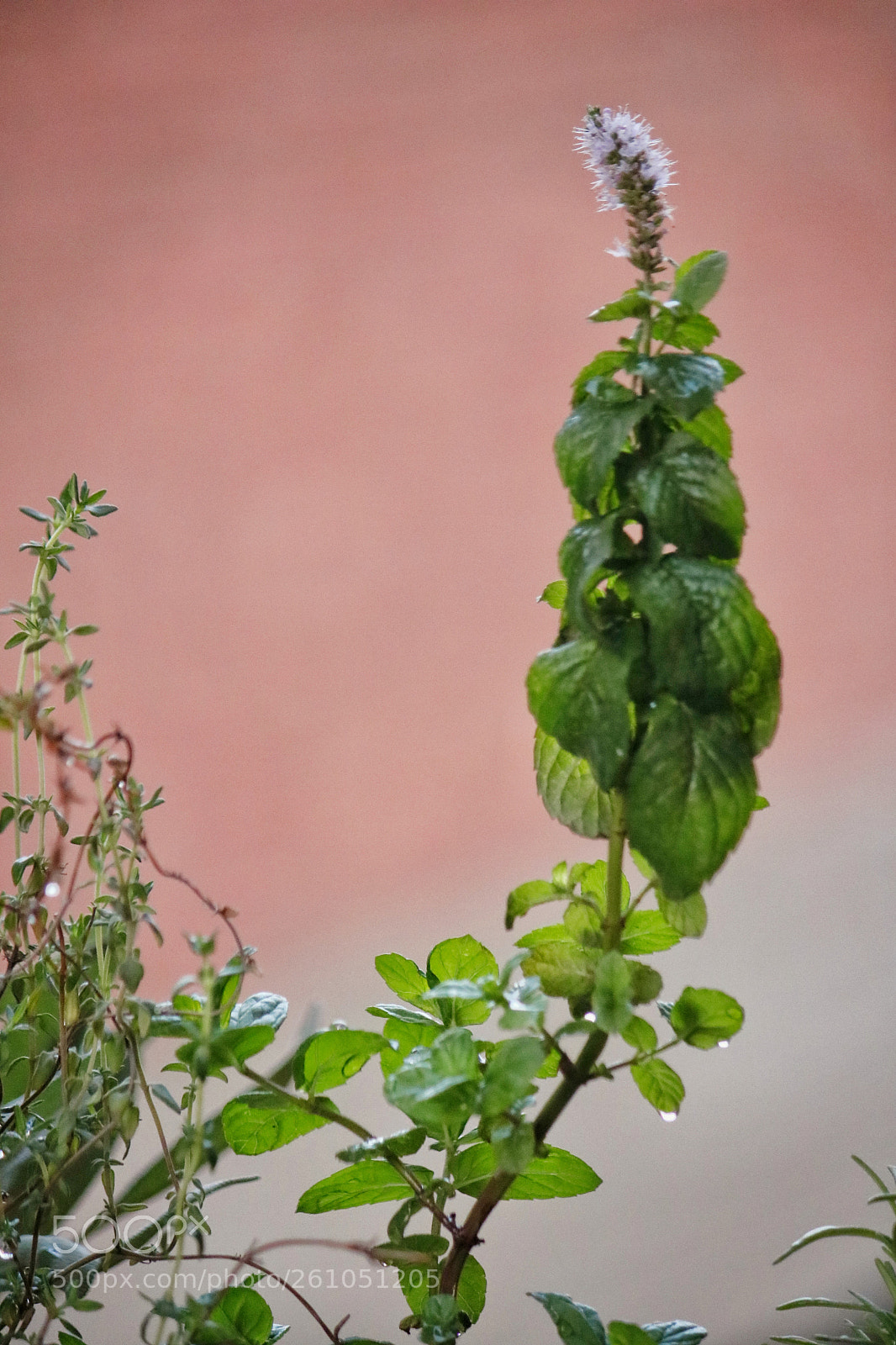 Canon EOS 750D (EOS Rebel T6i / EOS Kiss X8i) sample photo. Untitled photography