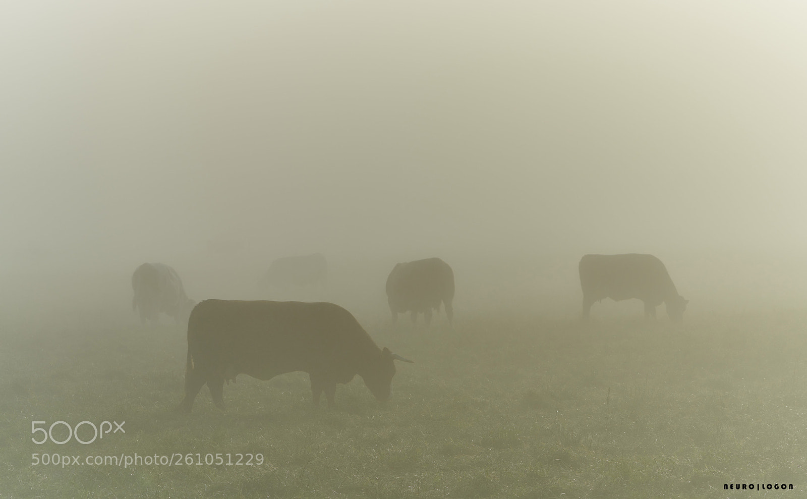 Sony a7R II sample photo. Danube fog photography