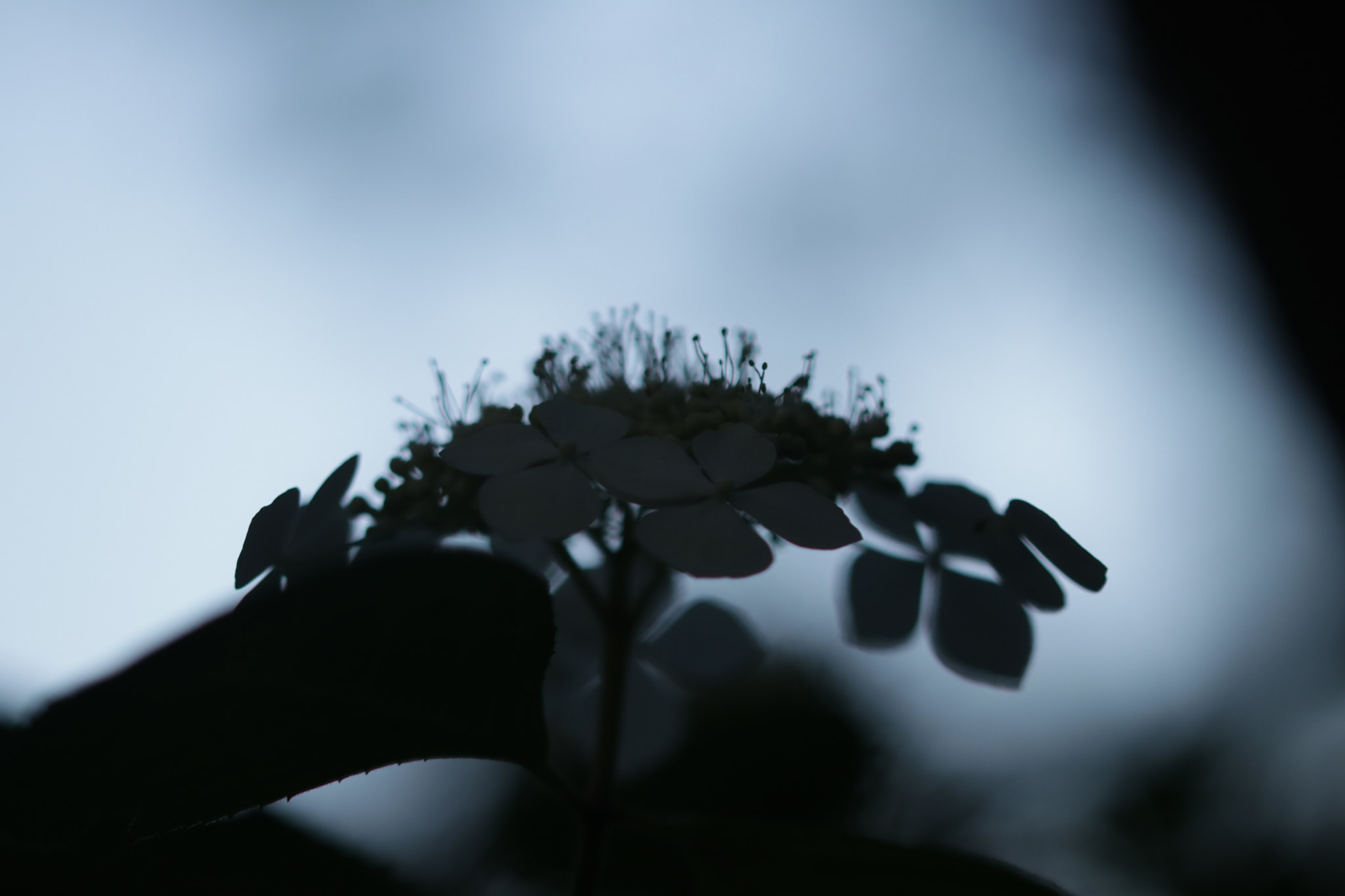 Sigma 105mm F2.8 EX DG OS HSM sample photo. (hydrangea) photography