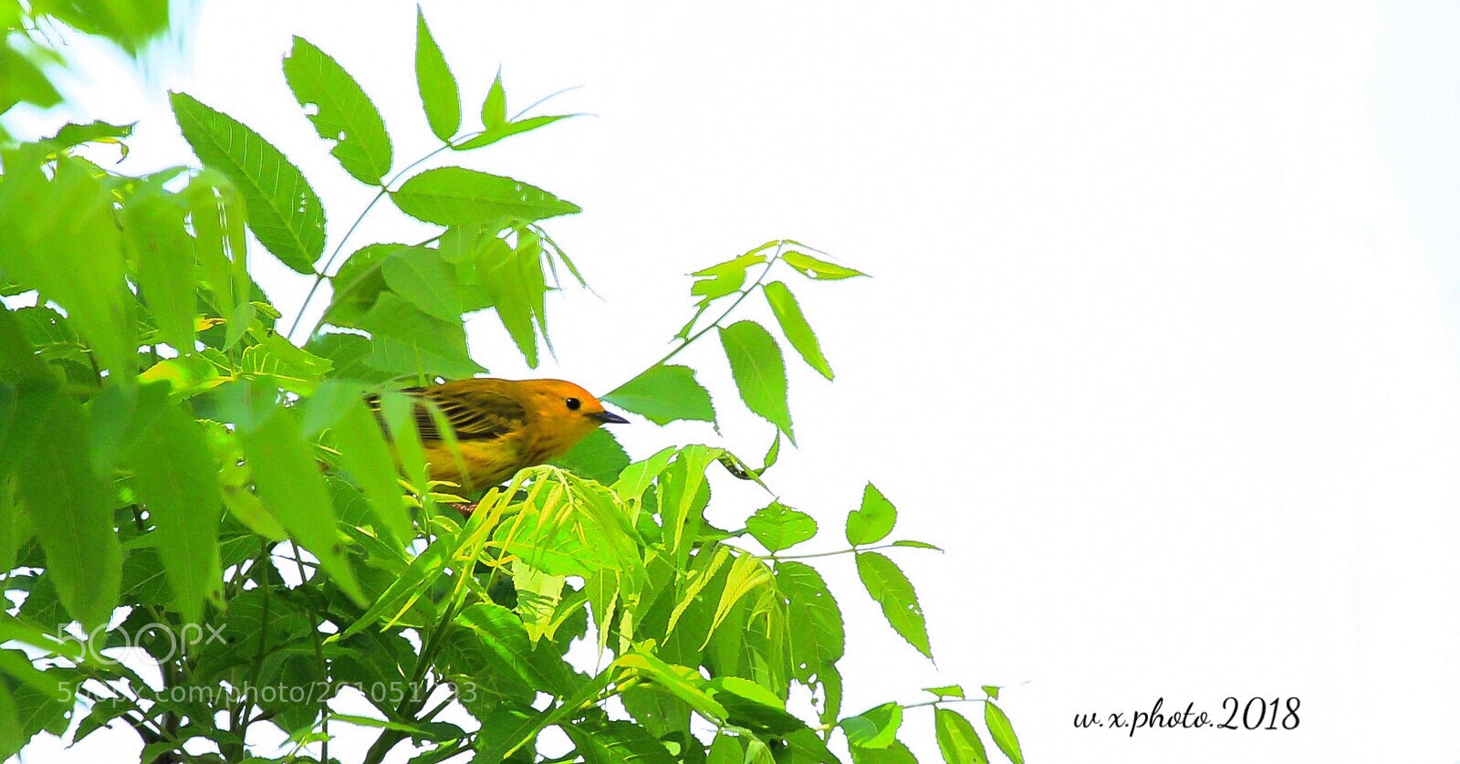 Canon EOS 7D Mark II sample photo. Yellow warbler photography