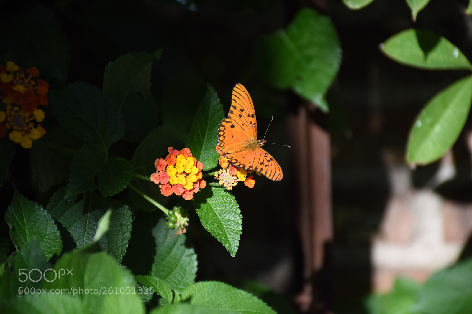 Nikon D7200 sample photo. Untitled photography